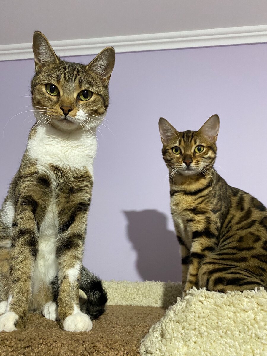 Мои кошки: Джесс и Скарлет
