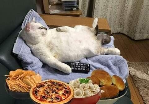 фото использовано в качестве иллюстрации. Источник "Яндекс.Картинки"

Я недвижим, но я не в коме
А пребываю в сытой дрёме,
В тепле, уютной мягкой неге
Знакомый ваш, Базиль Котегин.

Года идут, но я не старый
И на досуге мемуары
Пишу для вас, мои друзья,
Как был когда то счастлив я

Ужасен климат петербужский!
Унылый дождь сечёт окно
И что то друг мой, Барсик Муррский
На связь не выходил давно
Увяз он, нянчая внучат..
И кошки прошлые молчат..
А я, улёгшись на диван,
В уме планирую роман
О жизни, страсти и любви
Кота простого, в наши дни..

Ю.Б.