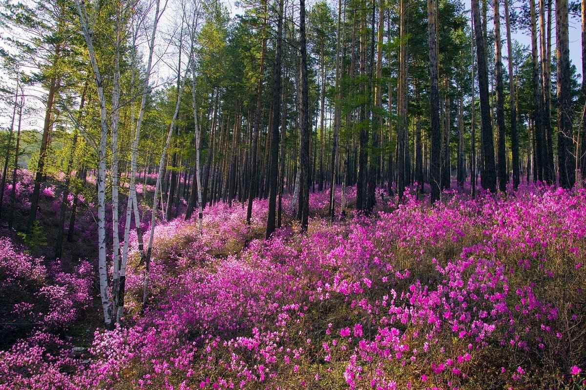 Рододендрон Даурский багульник. Рододендрон Амурский (багульник. Рододендрон Даурский Забайкалье. Багульник Сибирский рододендрон Даурский.