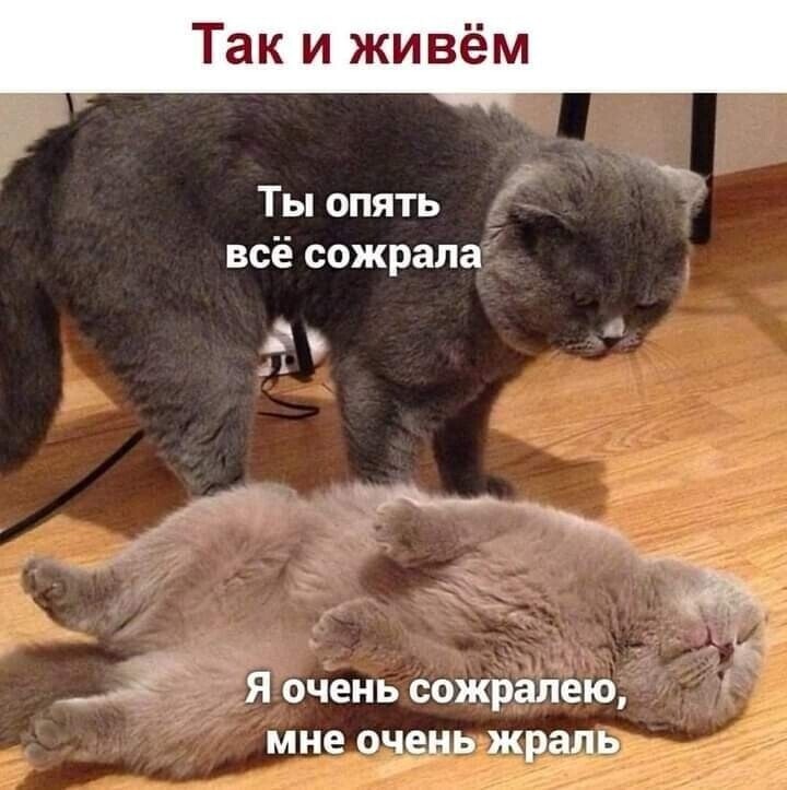 Подборка смешных и прикольных фотографии для отличного настроения
