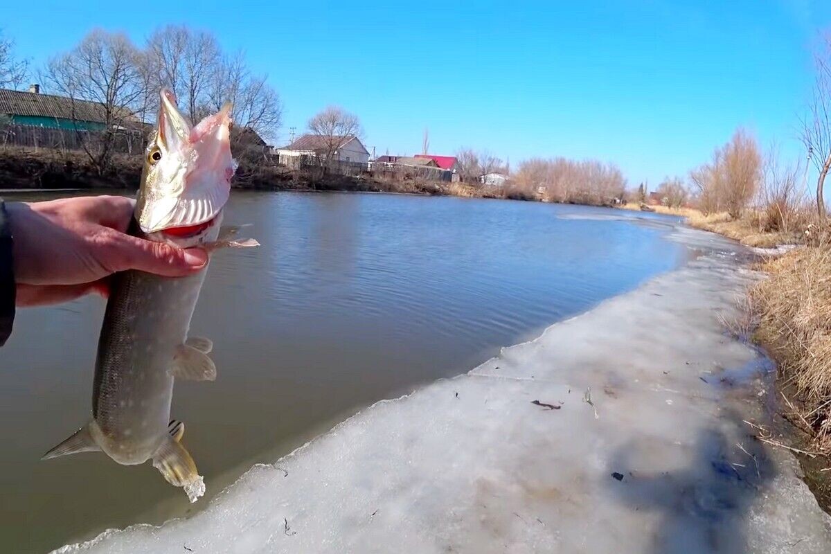 Ни для кого не секрет, что у многих опытных рыбаков приход весны считается началом рыбалки. Особенно это касается подводных хищников. А ловля щуки в марте — вообще одно из самых увлекательных занятий с точки зрения опытного рыбака. В самом начале весны, когда лед еще не спал, этот хищник уже ищет пищу и с радостью кидается на все, что плавает и движется в воде, то есть практически любую наживку, которую ей предлагает рыболов. Ранняя весна считается временем ловли больших трофеев.