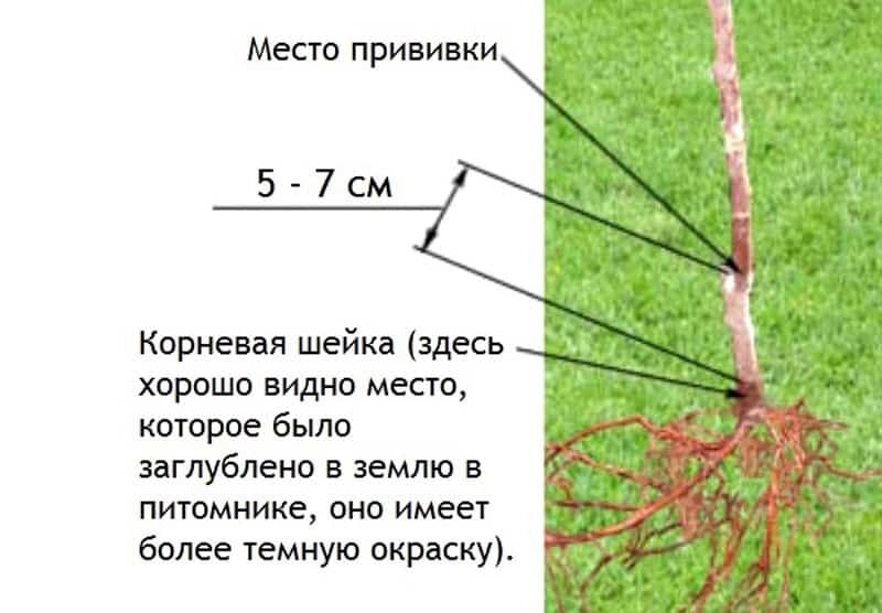 Корневая шейка это фото