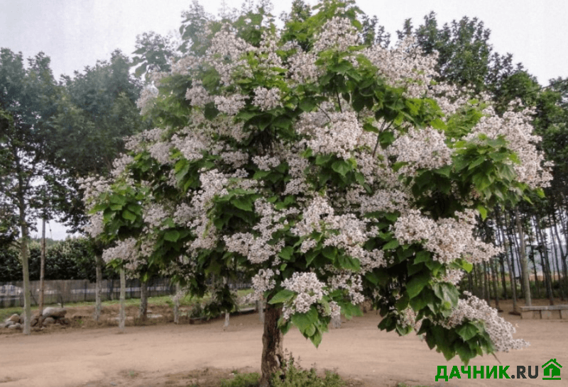 Деревья из самоцветов