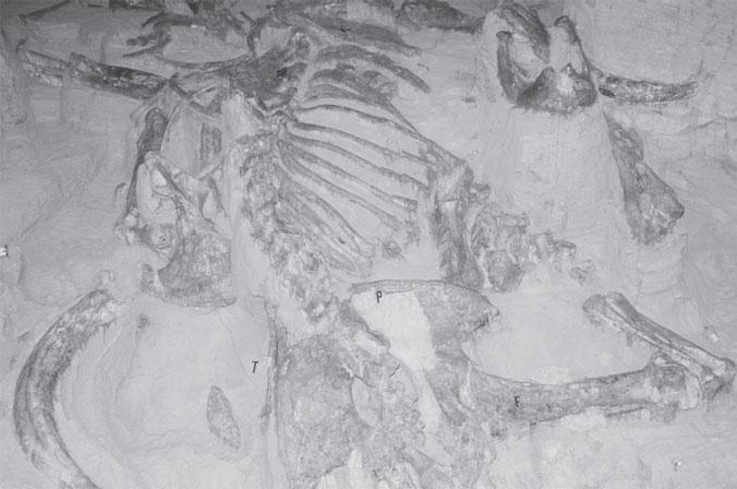 Останки древнего животного