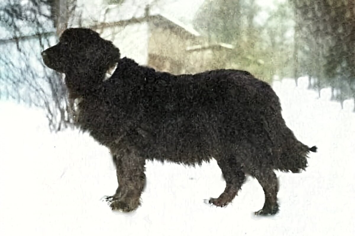 Водолаз «Ханка».