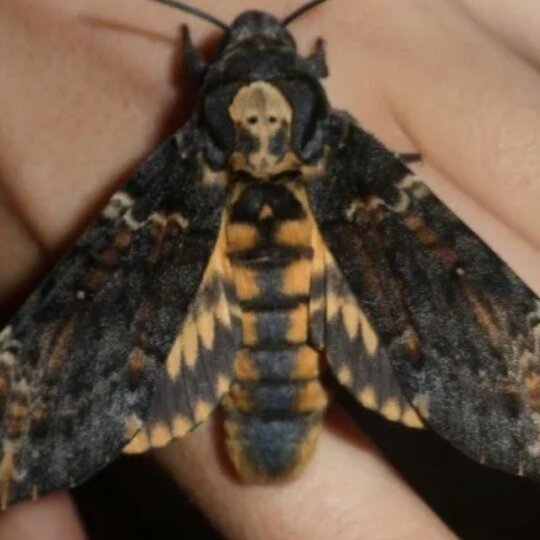 Бражник мертвая голова