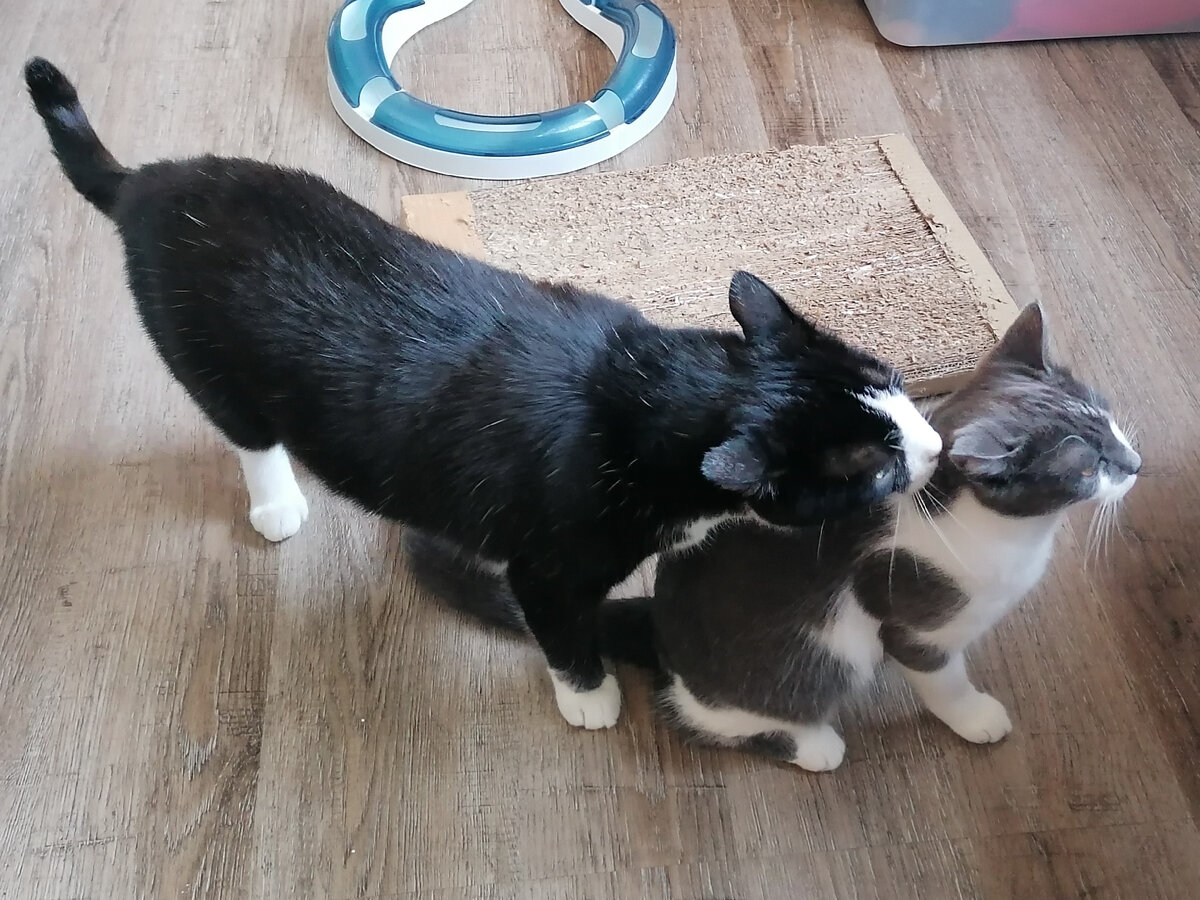 Стой! Дело есть!