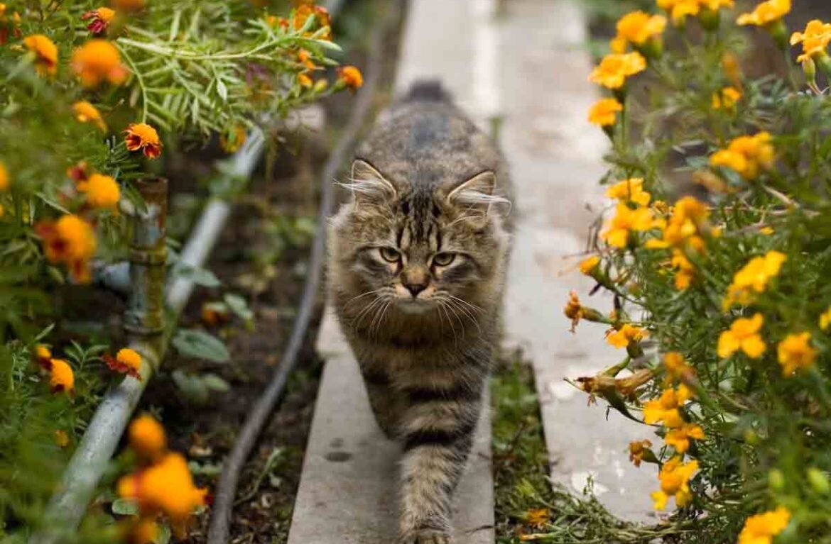 Чем дворовые (живущие в хозяйстве, частном секторе) коты и кошки отличаются  от уличных и чисто домашних – 7 пунктов | Заметки зооработника | Дзен