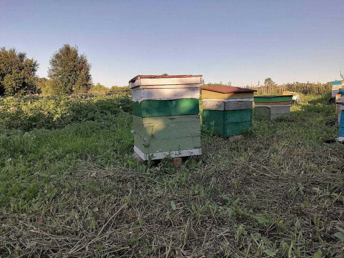 Небольшой кусочек пасеки после "покоса".  Вечер. Фото автора.