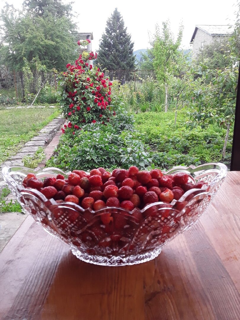 Земляника садовая и роза Flammentanz