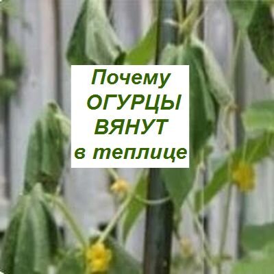 Что делать, если сохнут и вянут листья огурцов