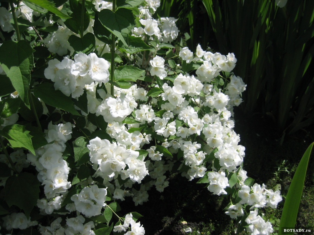 ‘Mont Blanc’