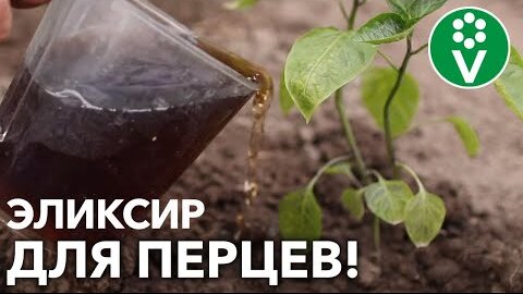 ЧУДО-СРЕДСТВО ДЛЯ ПОДКОРМКИ ПЕРЦЕВ! Компоненты легкодоступны, а результат потрясающий!