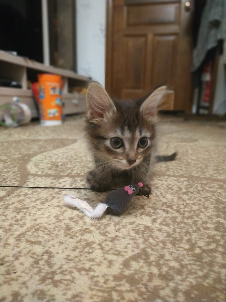 Тимофей с игрушкой