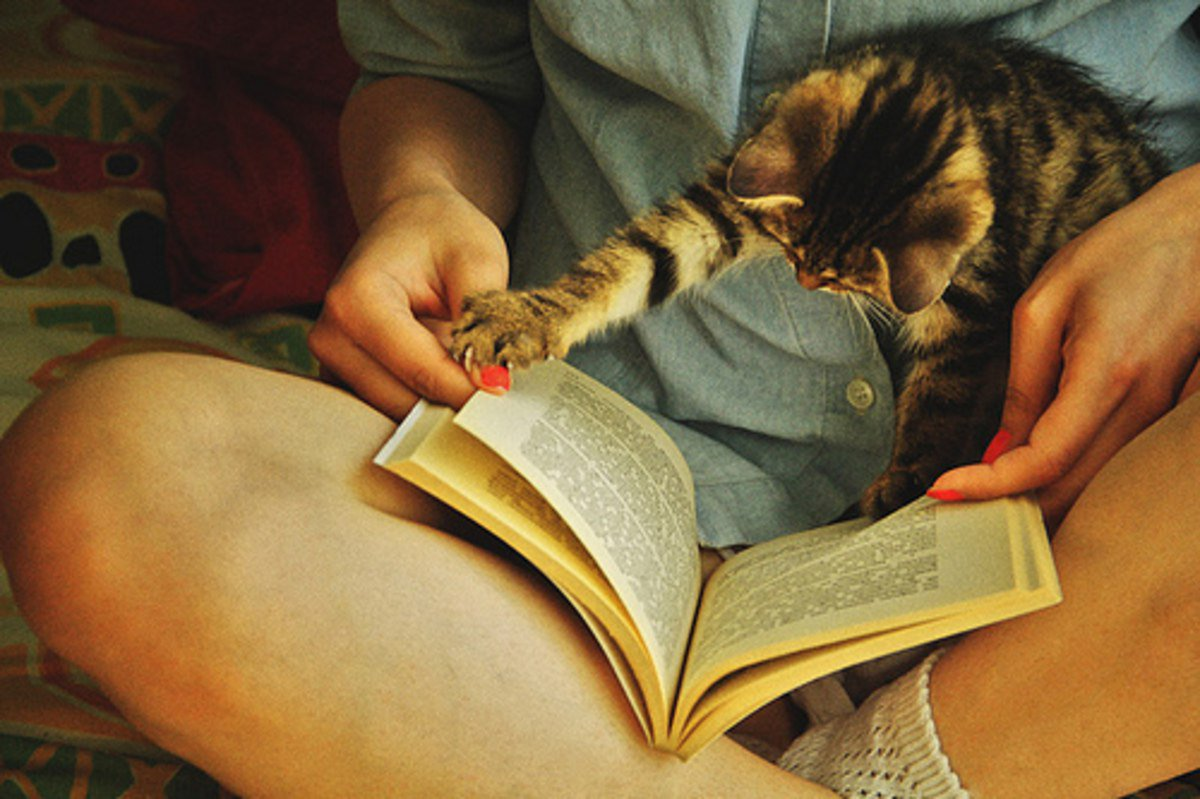 Cats reading. Кот читает книгу. Девушка с книгой и котом. Девушка книжка кот. Животные читают книги.
