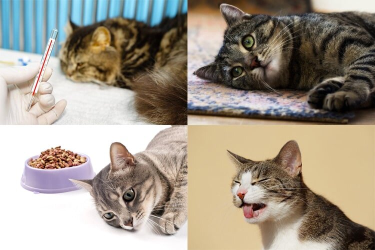 Признаки укуса клеща у кошки