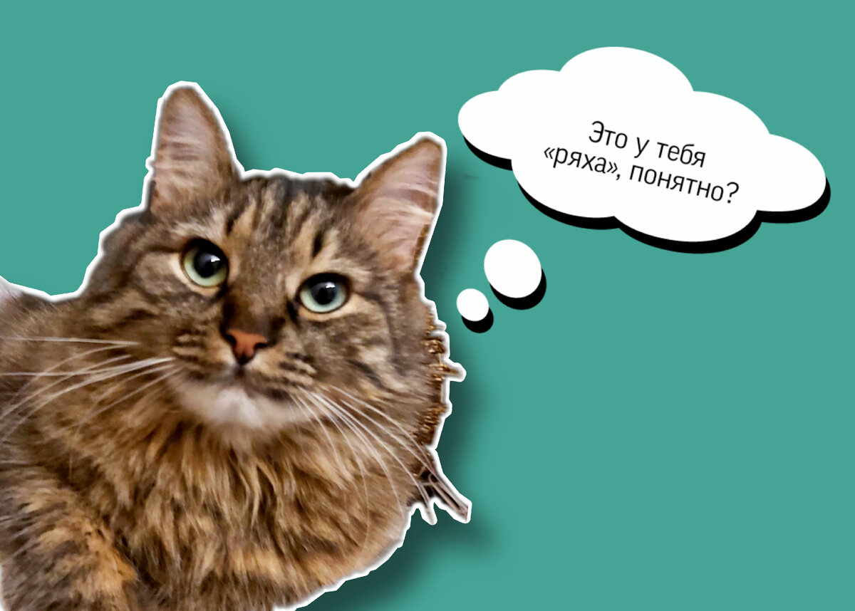 Моя котоМуза