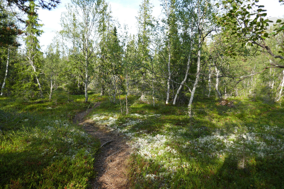 Тропы идущие к реке Кунийок