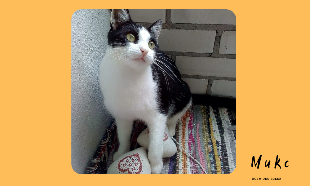 Милашенька во время изоляции 