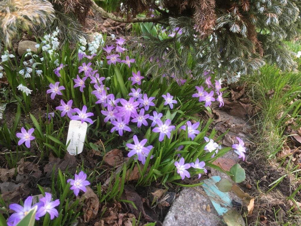 Воруют цветы прямо из земли полностью: ничего не оставляя хозяину ...