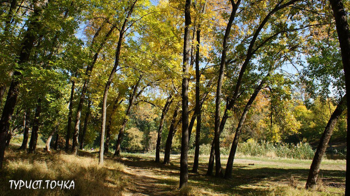 Золотая осень в роще у Можайских прудов