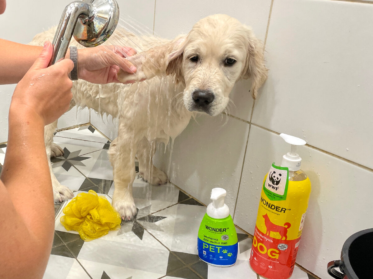 Мою маленькую Мию. Когда она гуляет, то пачкаются даже уши.