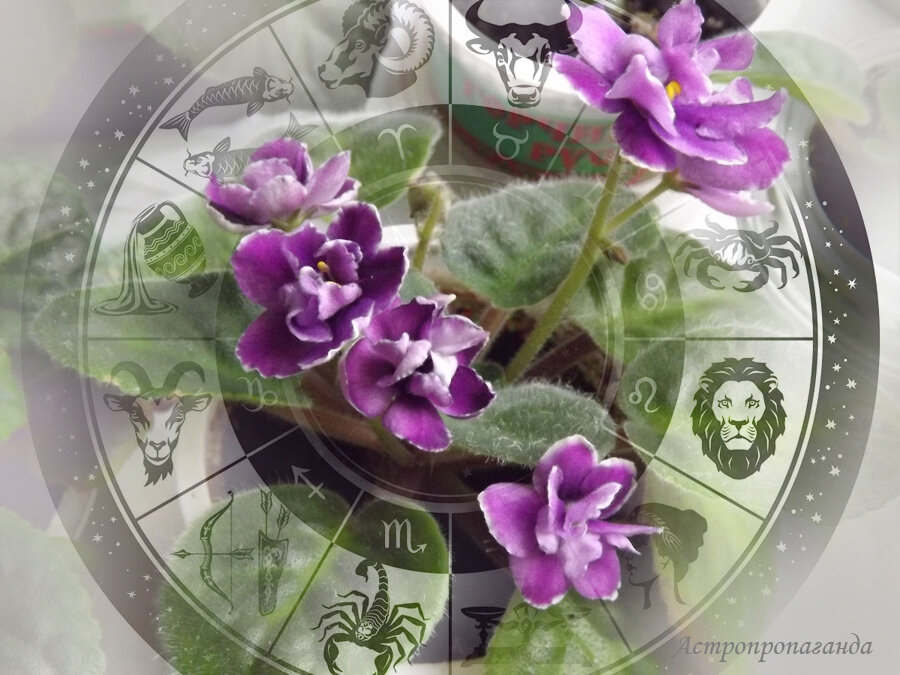 Коллаж Нины Стрелковой. 