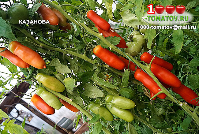 Помидоры казанова сибирская селекция. Томаты казанова описание сорта. Семена томат казанова. Томат сорт жигало и казанова. Томаты казанова описание сорта.