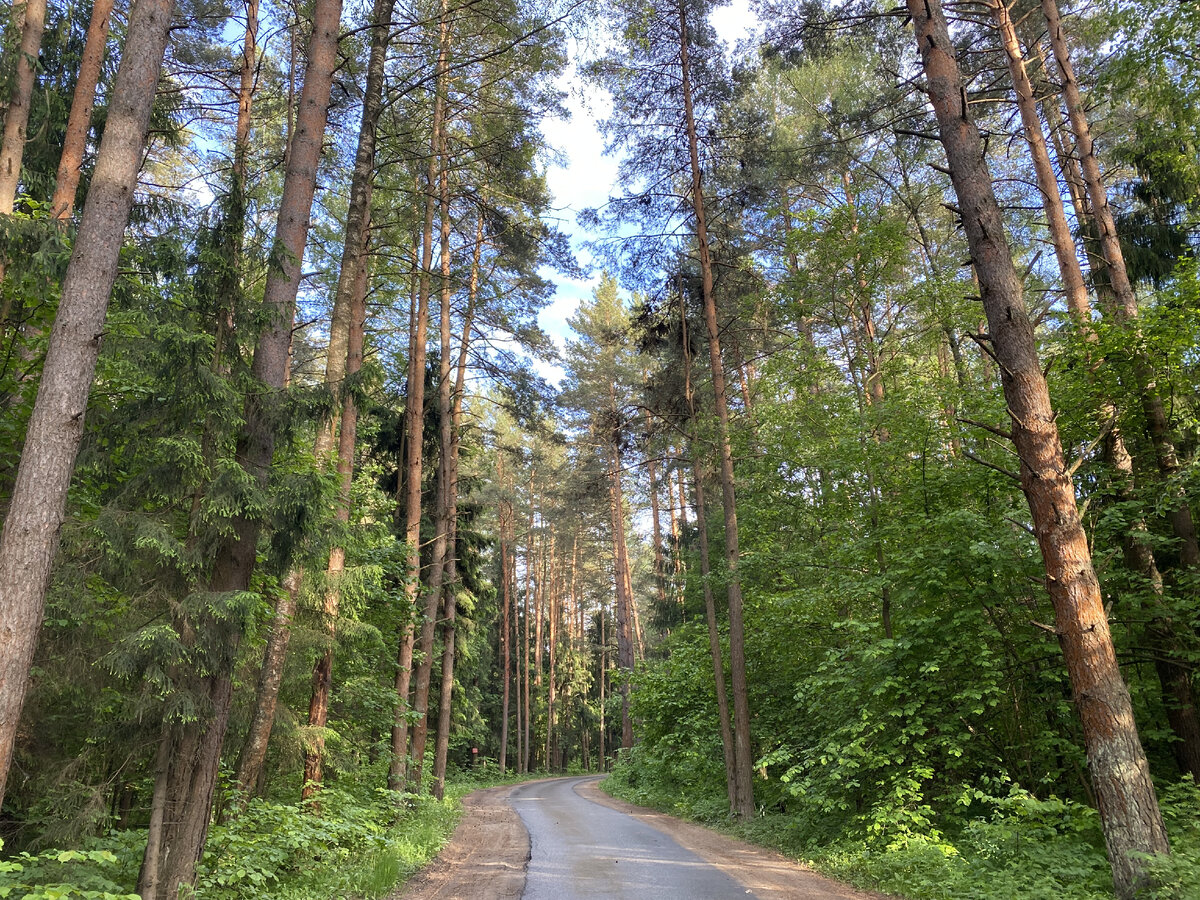 Хвойный массив. Лесопарковая зона. Поселок Дубовое Лесопарковая зона фото.