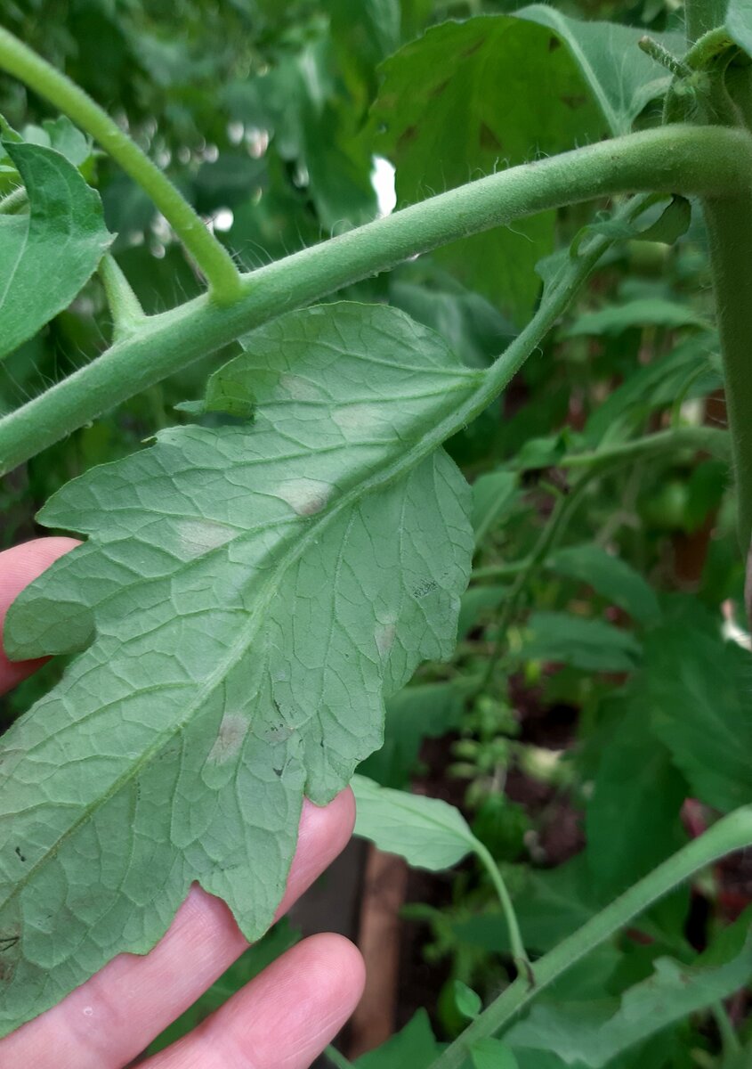  Кладоспориоз. Начальная стадия заболевания. Фото автора. 