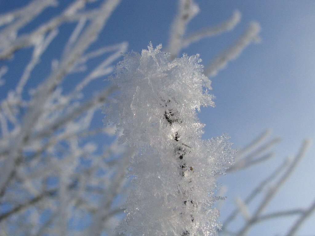 Зимняя красота в моём саду. Фото автора.