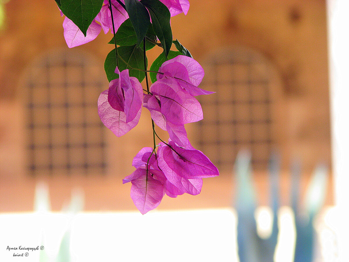 Цветки Бугенвилле́и. Турция. Фото: KAIART