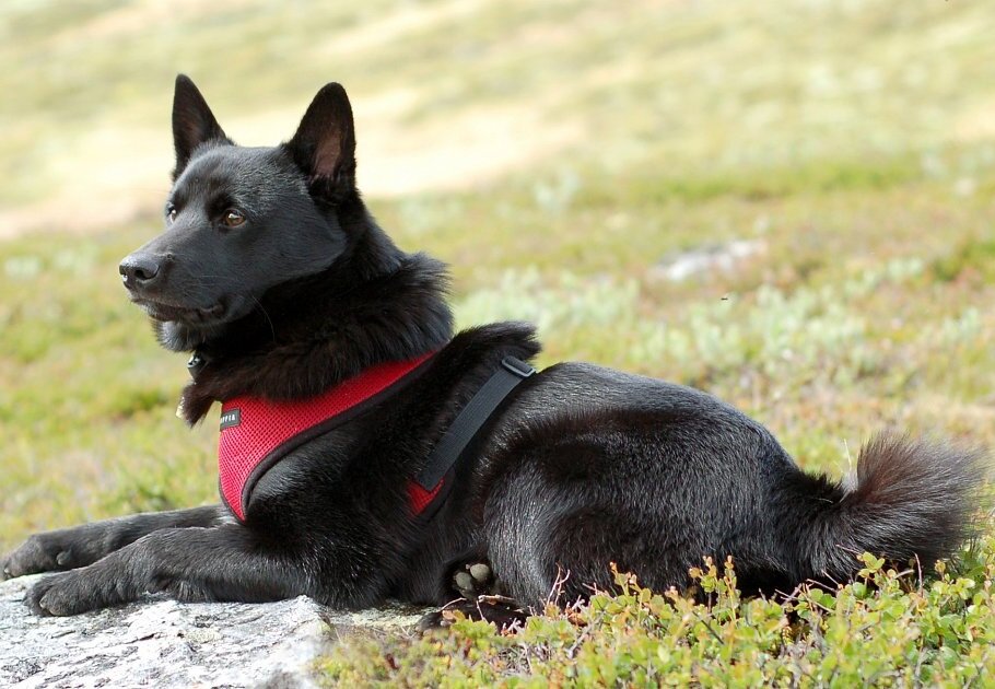 Норвежская лайка – компаньон, охотник и верный товарищ