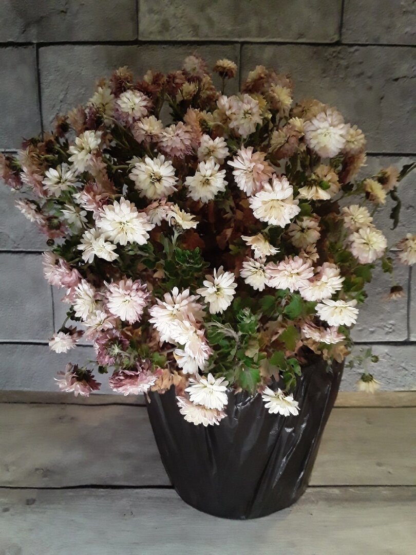 Цветущая хризантема с мороза