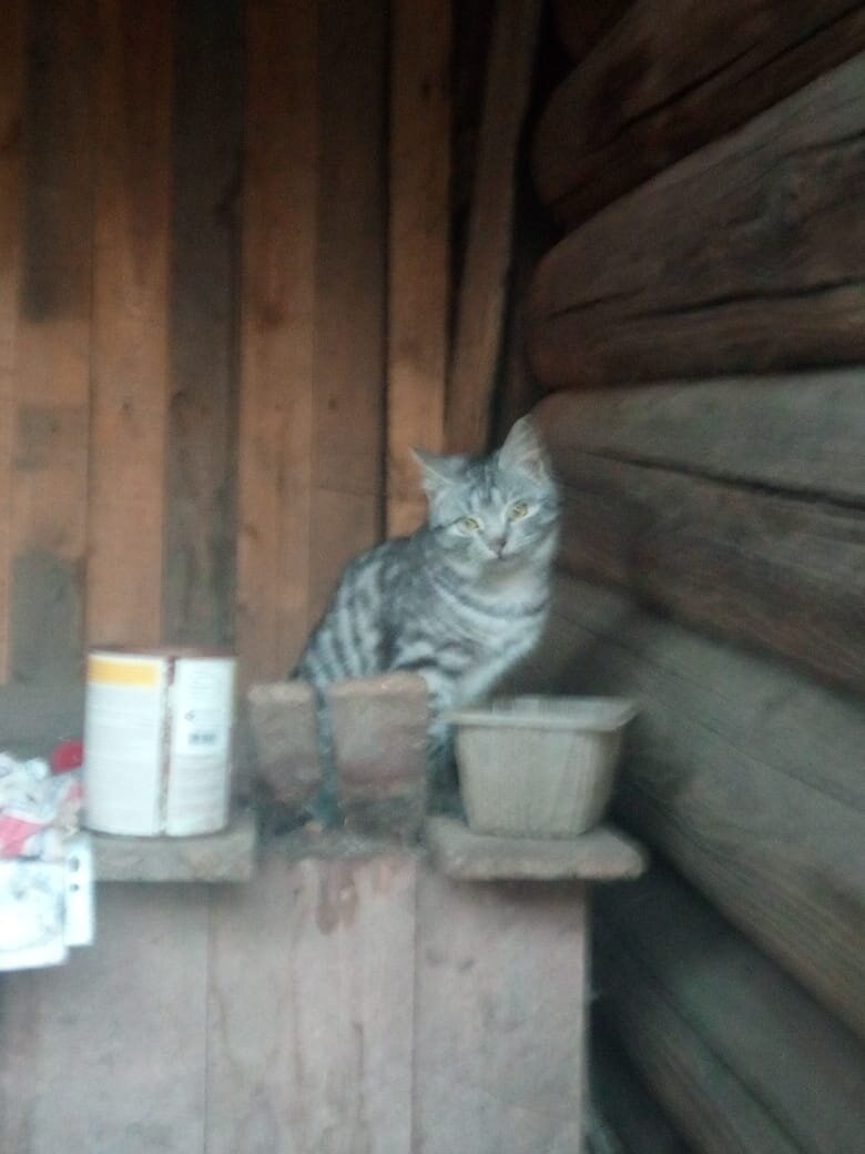 Вот как Мими смотрит, ещё и язычок бывает показывает, тогда она совсем мимишная...