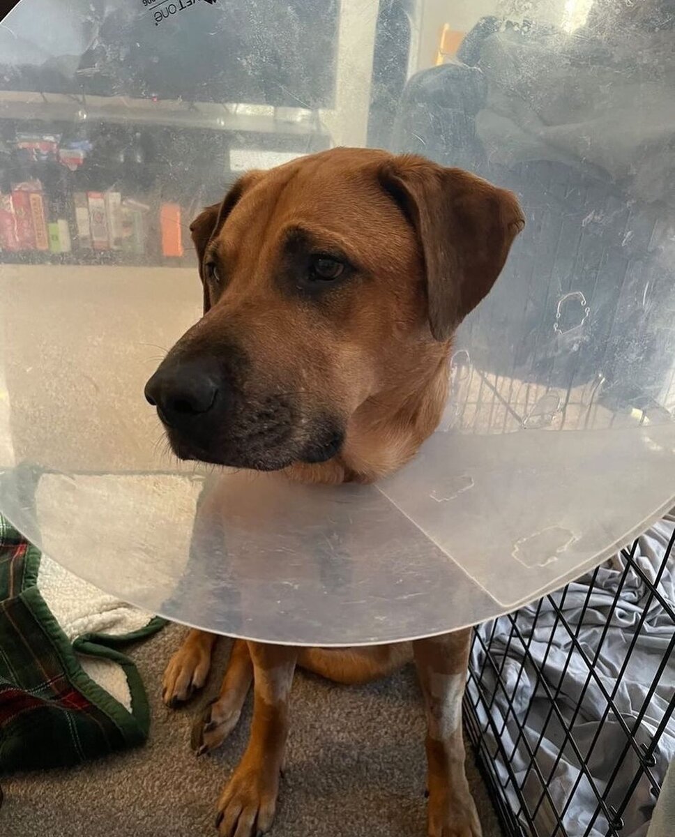 «Ну пожевал немножко, с кем не бывает?» Фото из Инстаграм 