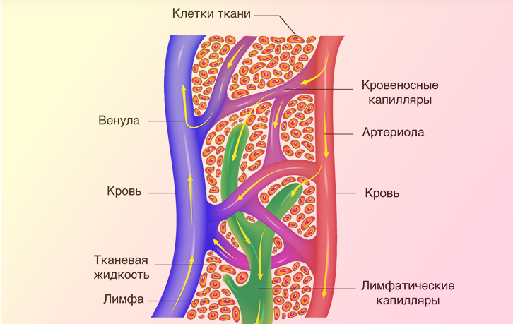 Отек возникает, когда нарушается нормальный ток крови и лимфы. Фото: melannett.ru