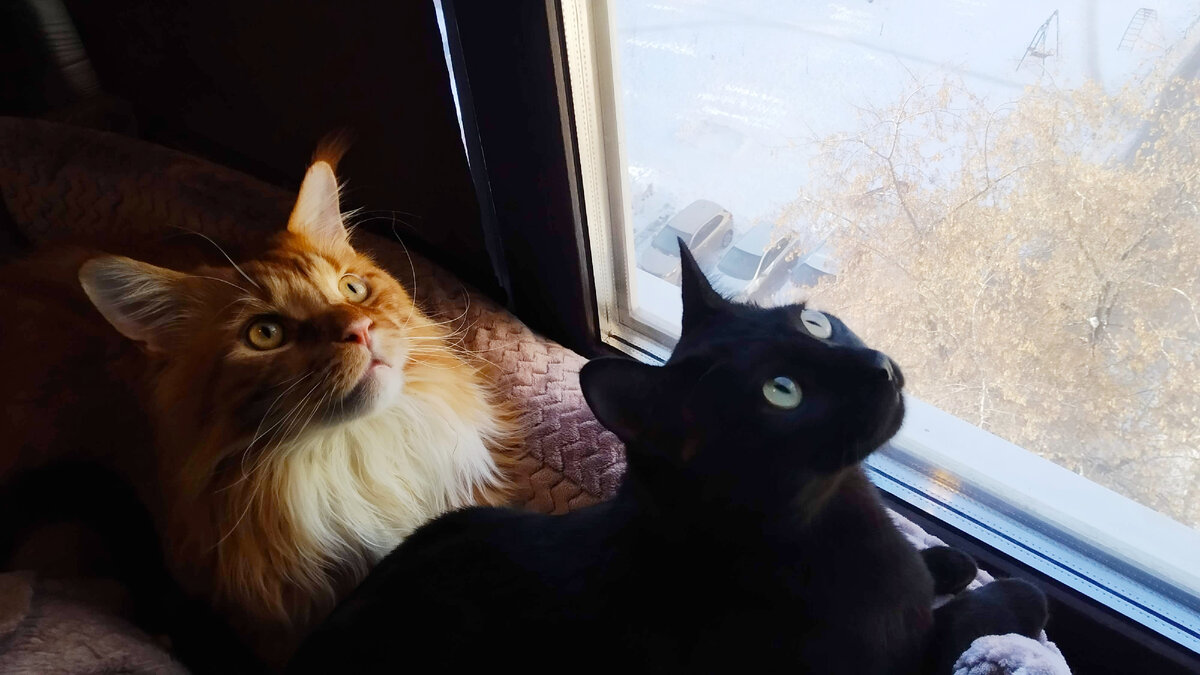 Мейн кун Степа и кот Тихон.