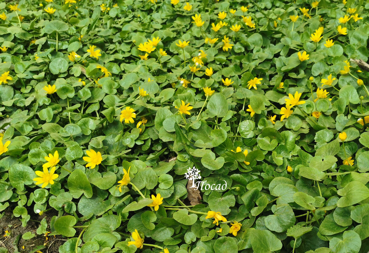 Полянка из чистяка весеннего. Прекрасный почвопокровник.