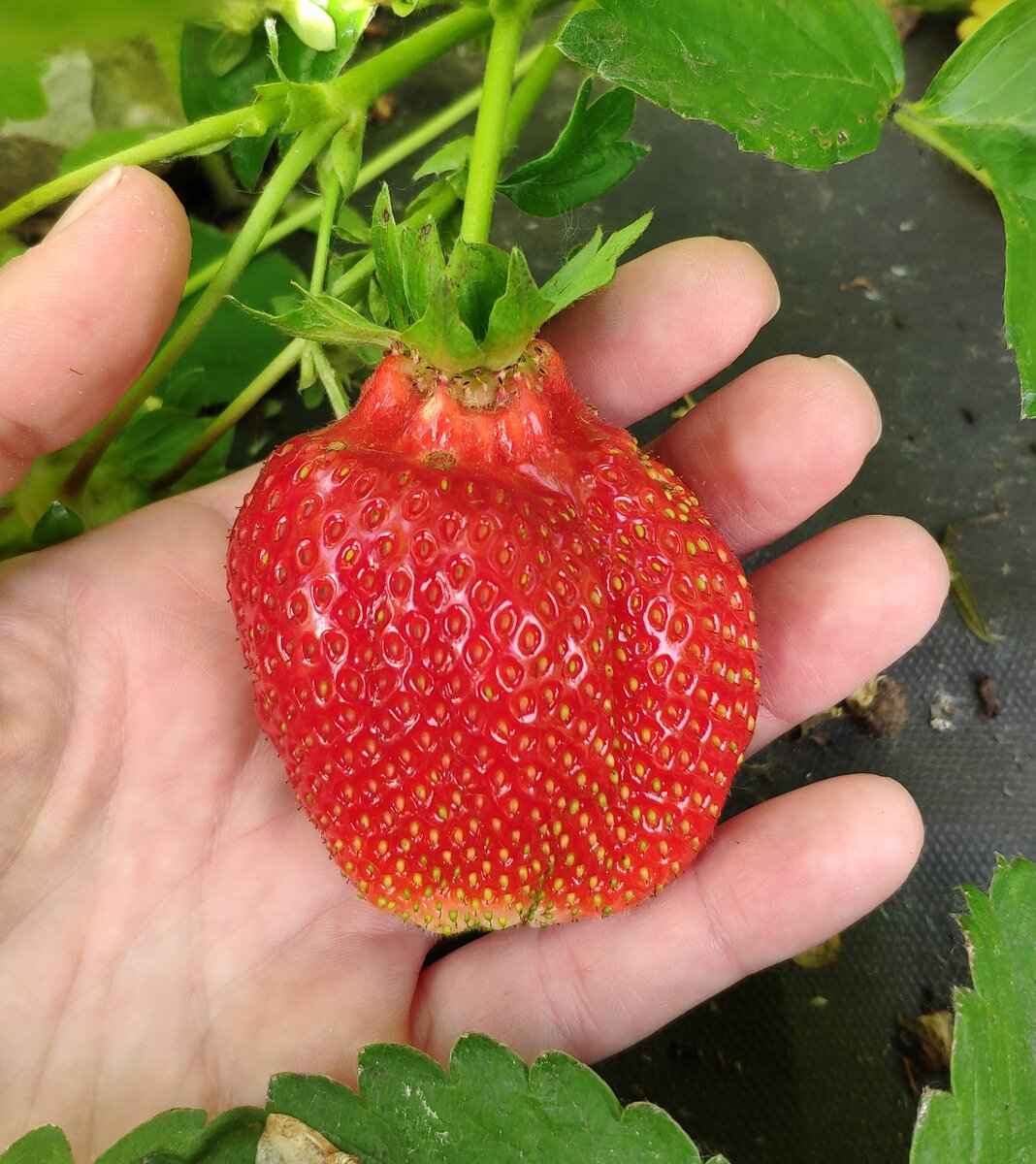 Первая ягодка в этом сезоне. 18 июня 2022