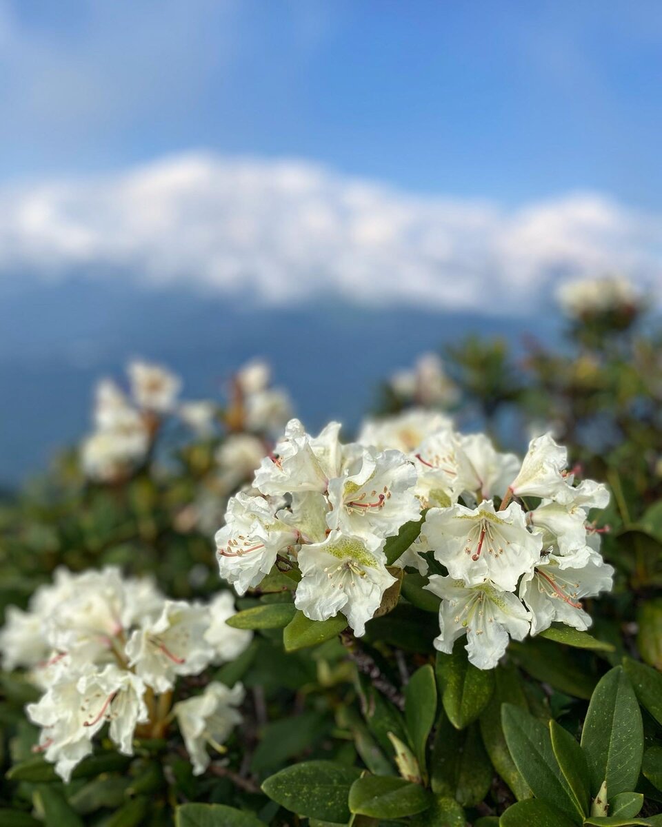 Рододендрон абхазия фото