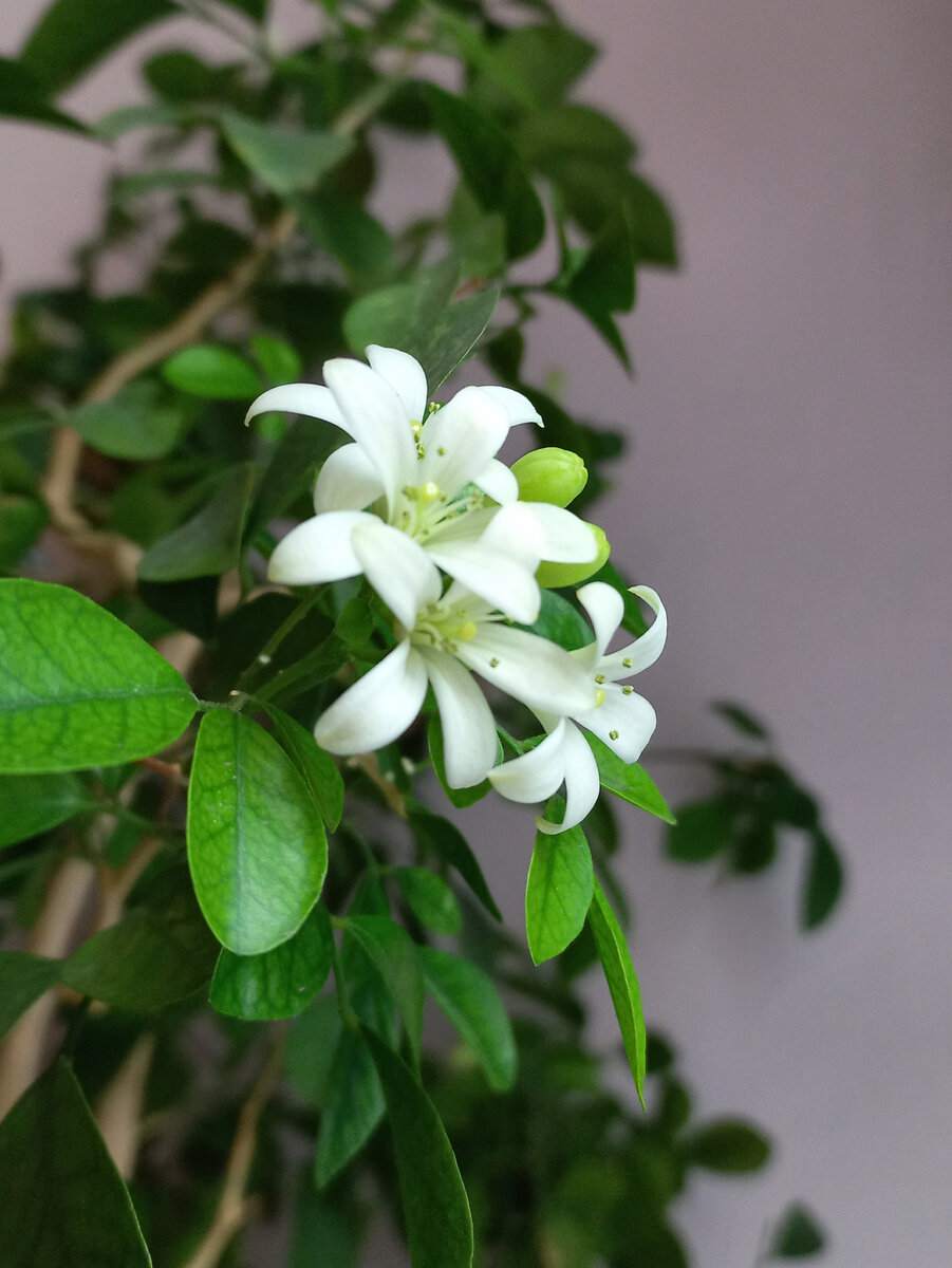 Как раз черенок этой мурайи был мной скоммунизден в магазине с разрешения продавца 13 лет назад