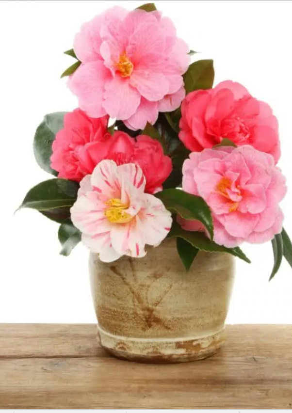 Фото Backyard Garden Lover