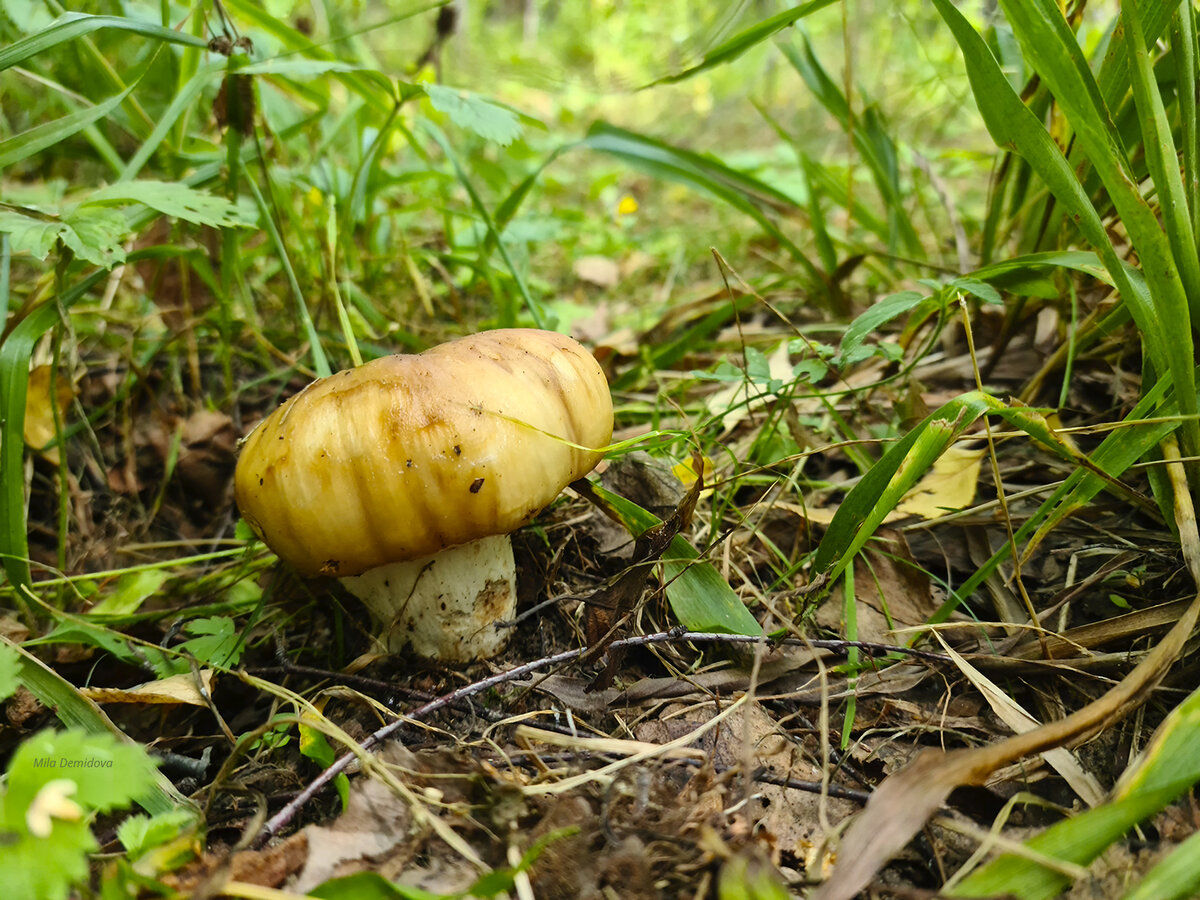 Валуй, фото автора