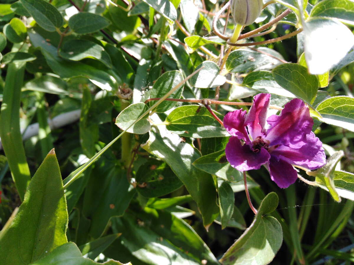 И рядом еще бутончики!