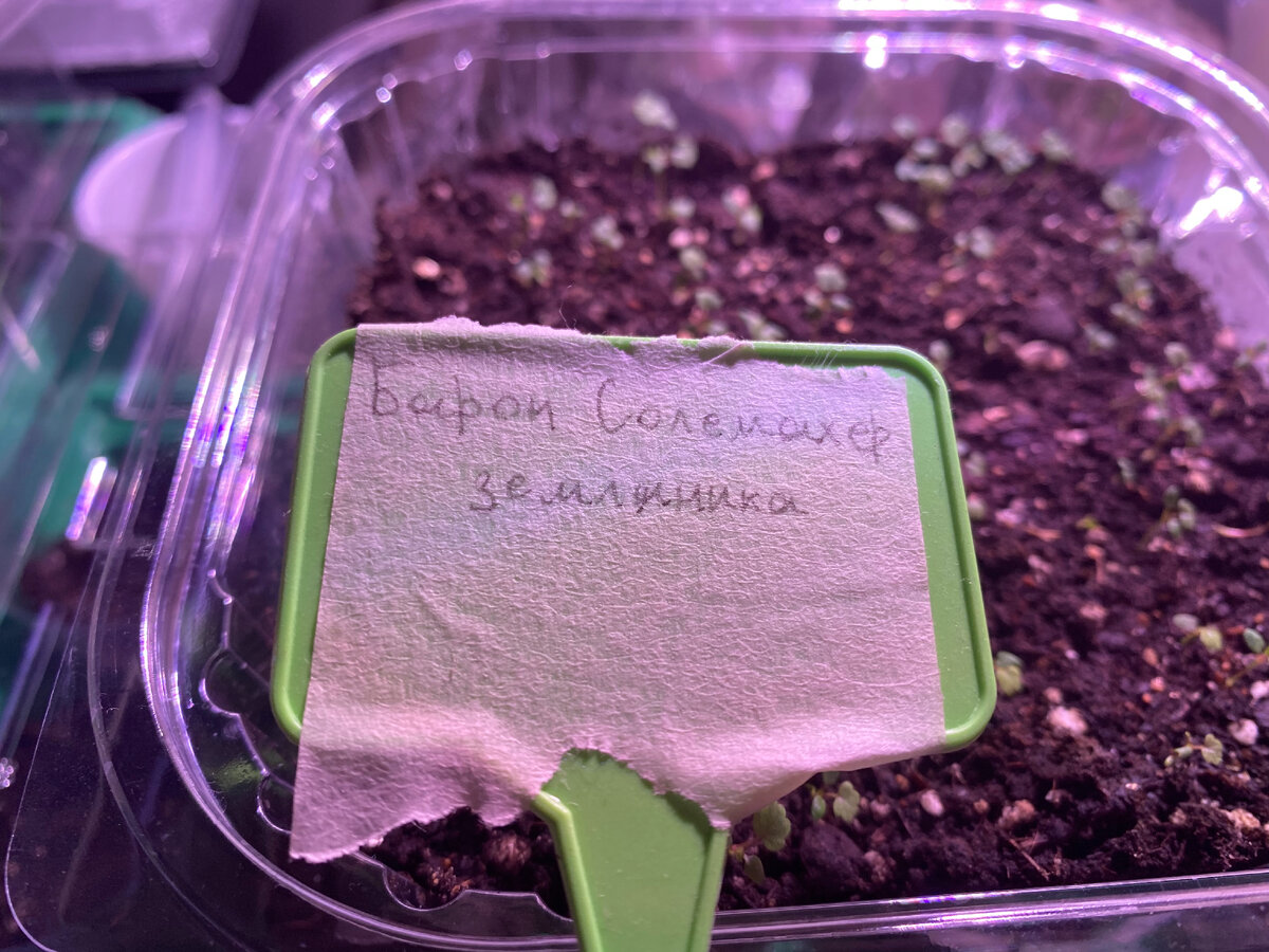 28 февраля. Рассаде 10 дней.