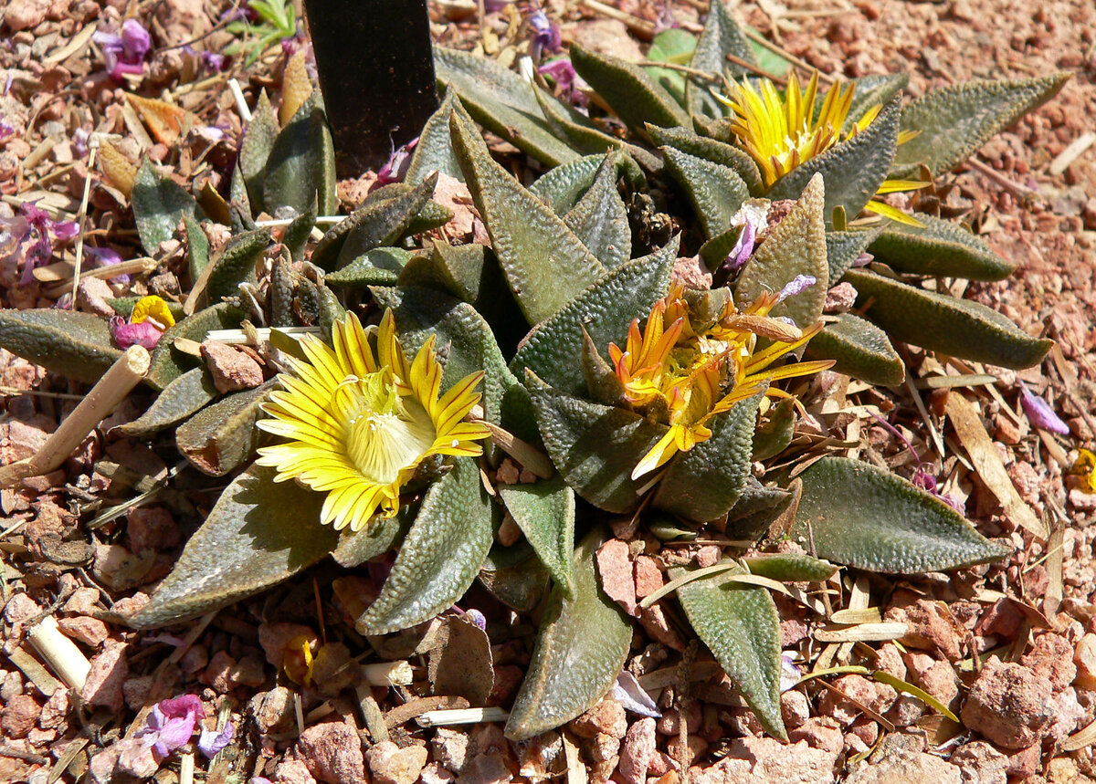 Nananthus vittatus, фото из Википедии