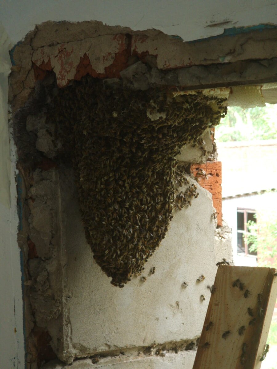 Семья пчел в глухом оконном проеме