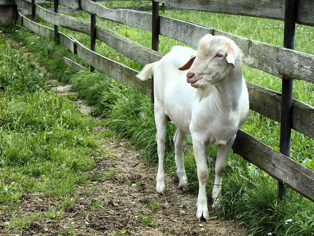    «Коза ностра» и фотофлагман. Как HUAWEI P60 Pro справляется с ролью камеры выходного дня