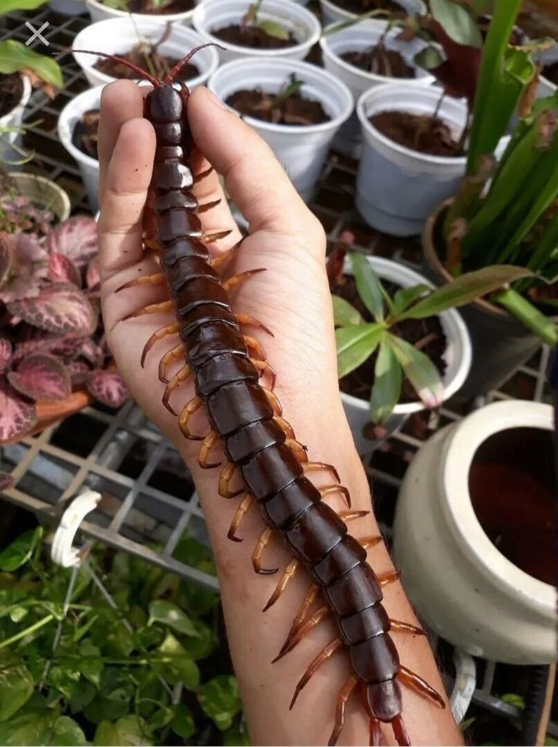 Гигантская сколопендра (Scolopendra gigantea) – маньяк и каннибал среди  членистоногих. | Paleo-end-arthropods (Доисторическая фауна и  членистоногие) | Дзен